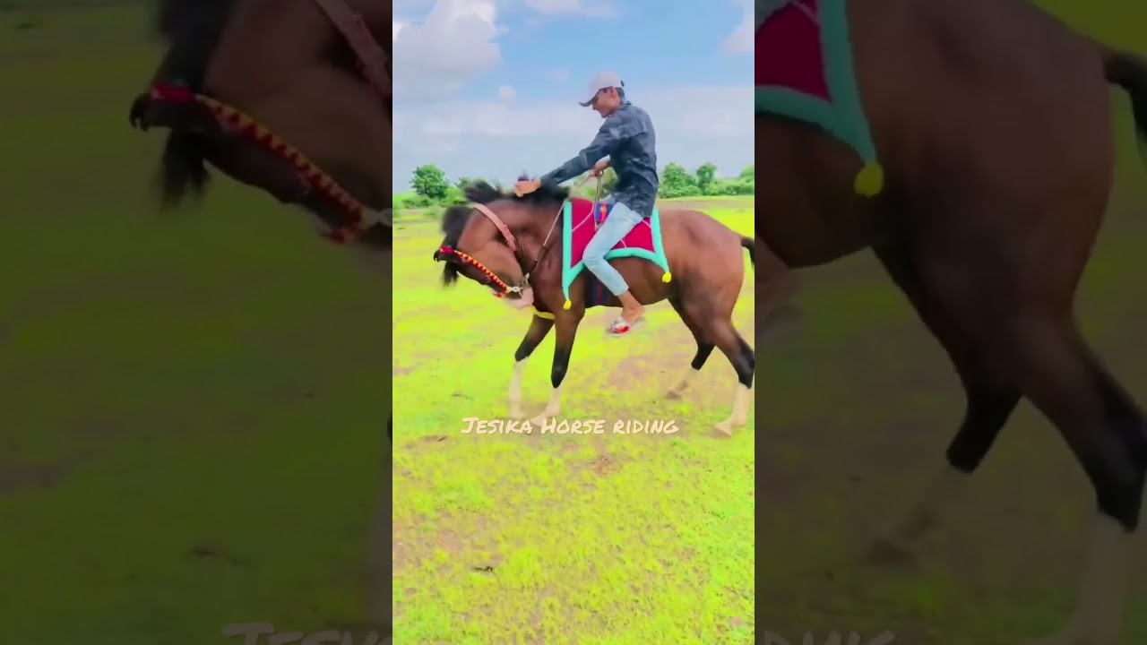 how to Horse controlling & riding by a professional trainer 