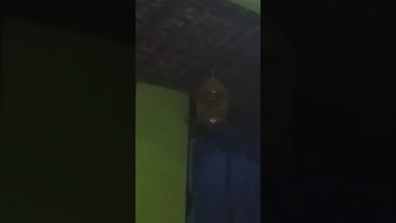 Perkutut lokal Ternak gacor 