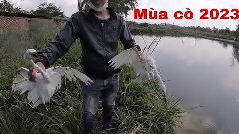 Bẫy Cò, Vạc dùng loại keo nào??? Anh em tham khảo