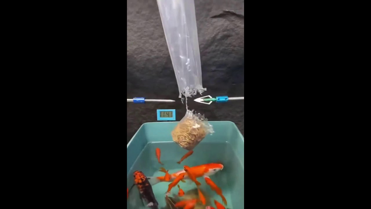 Играем в Настоящее  в Горном Алтае #шортс #горныйалтай