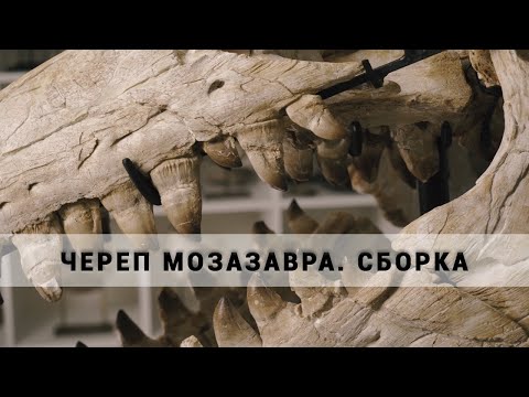 Череп мозазавра Prognathodon.
