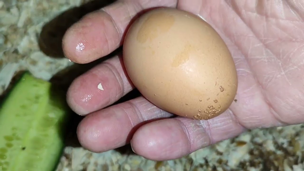 ЭКСПЕРИМЕНТ С КУРОЧКОЙ ЗАКОНЧЕН🛑СБОР ЯИЦ.