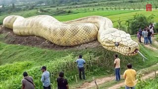 SNAKES Sudden Attack On HUMANS Compilation | Incredible Moments Caught On CCTV #33