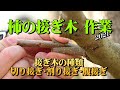 柿の接ぎ木(つぎ木)作業(切り接ぎ・割り接ぎ・腹接ぎ) 2021
