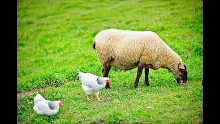 Top Secrets To Succeed In Integrated Livestock Farming| Smart Agri Hub