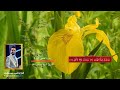 سورة الضحى المباركة القارئ السيد حسنين الحلو الفاكهة السيد حسنين الحلو