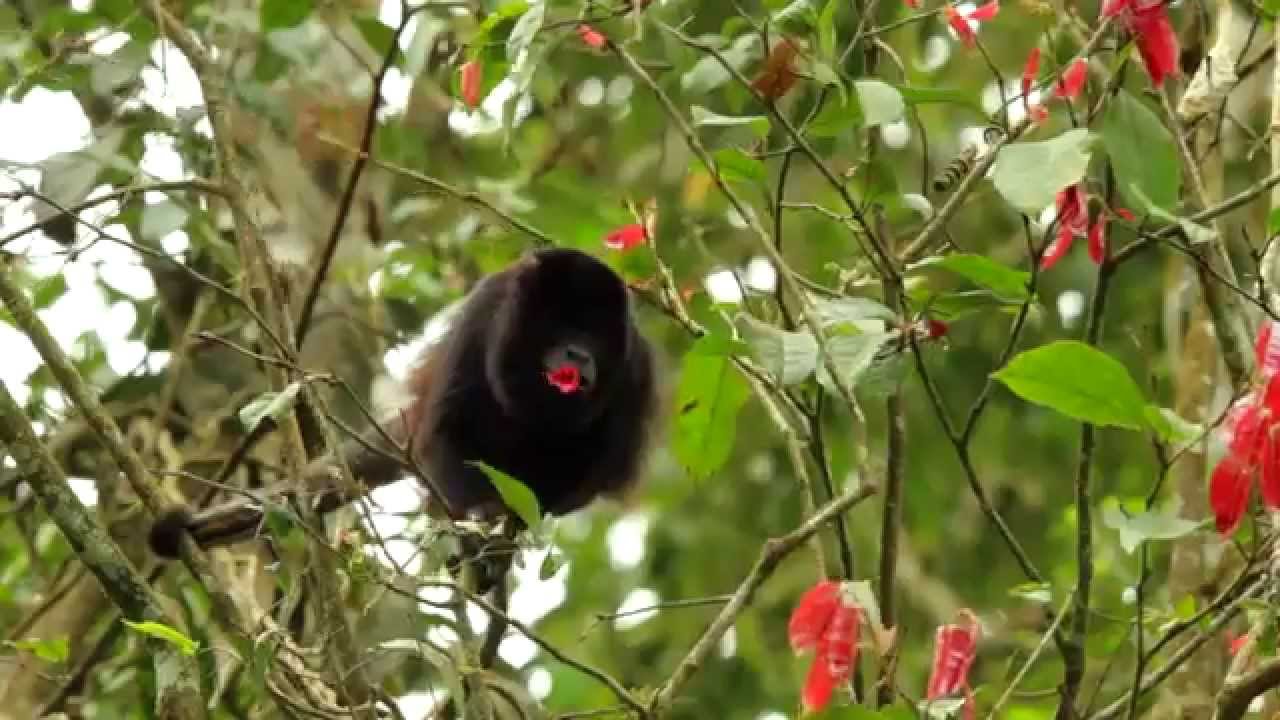 Foundation  for the Conservation of the Tropical Andes (FCAT)