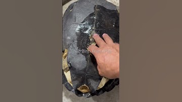 Đi Chợ Thạnh Trị phát hiện cặp rùa răng khổng lồ #shortvideo #thưgiãn