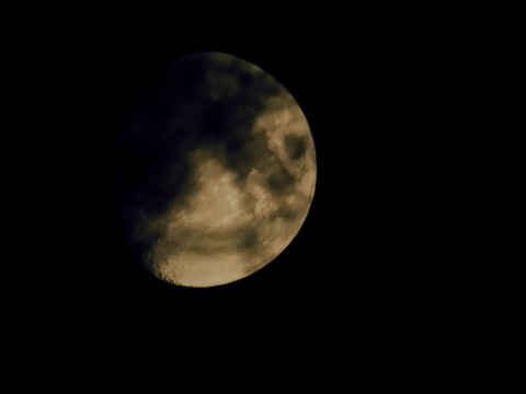 moon behind trees tonight
