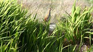 The Corncrake Call On Tory Island