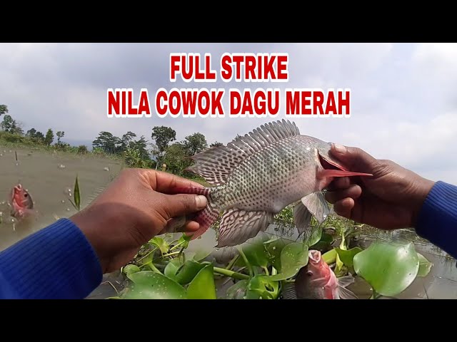 MANCING DI SPOT VIRAL || FULL STRIKE class=