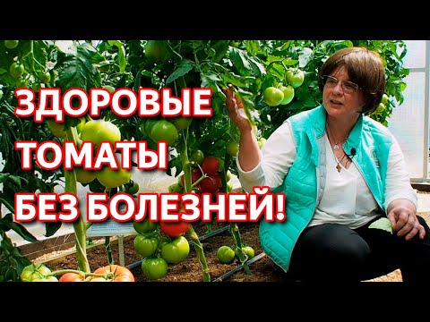 Видео: Фитофтора томатов. Как спасти урожай помидоров от фитофтороза. Профилактика и лечение фитофторы.