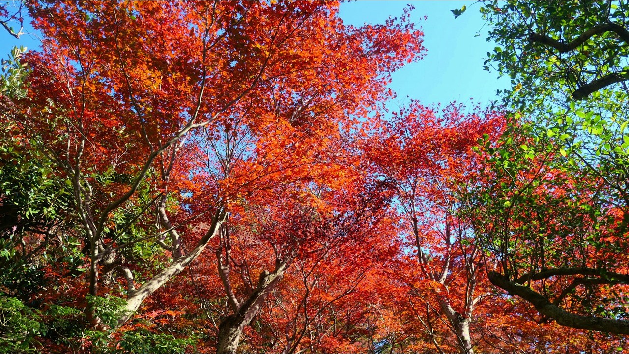 2025_11_26熱海市　植物研究園 秋の一般公開[せせらぎの音と紅葉の庭園].wmv