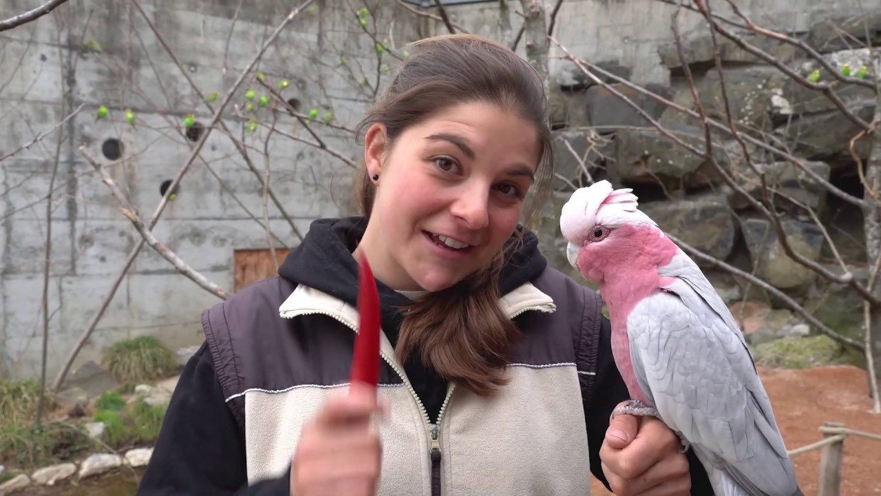 Chili-Challenge: Wer gewinnt? Kakadu vs. Tierpfleger.🎊