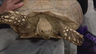 We're talking tortoises with Scaly Tailz - 9/28/23