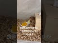 酸素生活になったおばあちゃんハムスター#ハムスター #ハムスターかわいい面白い #ハムスターのいる生活 #hamster #shorts