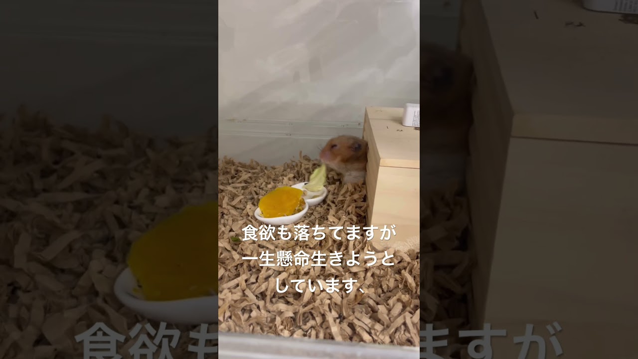 酸素生活になったおばあちゃんハムスター#ハムスター #ハムスターかわいい面白い #ハムスターのいる生活 #hamster #shorts