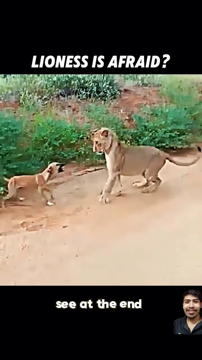 Dog Vs Lion #lion #animals #funny #wildlife #leopard #attack #dog