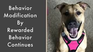 Behavior Modification and Training - Video Training Available