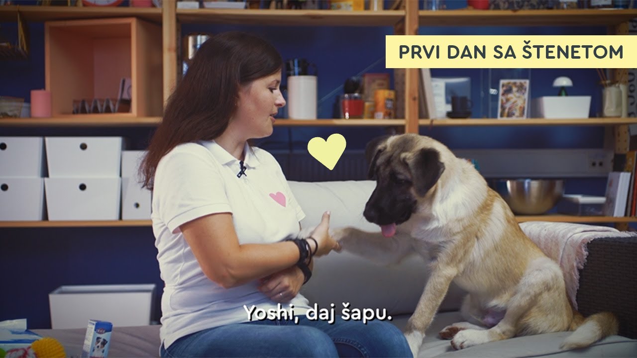 Prvi dan sa štenetom
