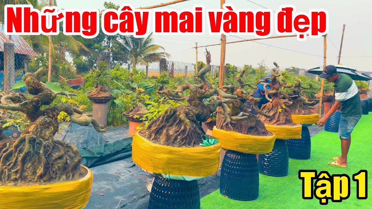Những cây mai vàng đẹp tập 1 | mai vàng miền nam | ngày 4/3/2025