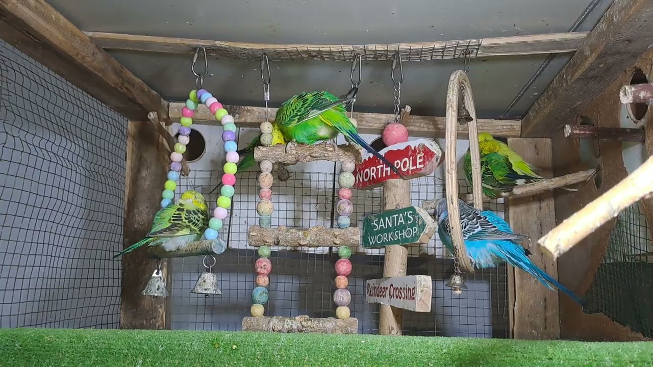 Parrot Behavior Moments