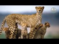 Кения и Танзания. Видео от Глобус тур.