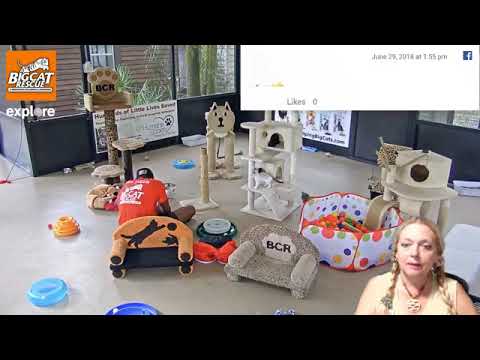 cheetah running speed LIVE at Big Cat Rescue in Tampa, FL