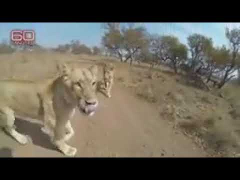 Waligaa Libaax Dushisa Makortay