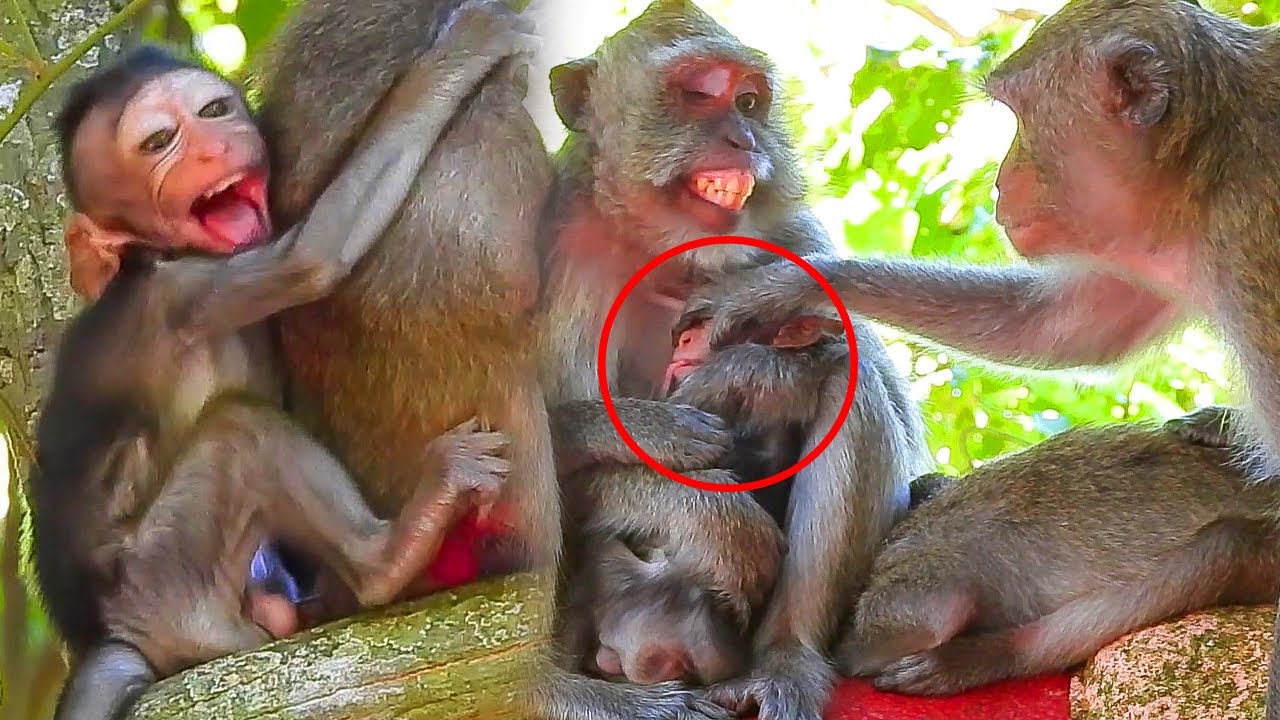 baby monkey, monkeys, adorable baby monkey, newborn baby monkey, animals, l...