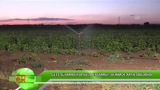 Gece Sulamasıyla Suda Tasarruf, Verimde Artış Sağlandı