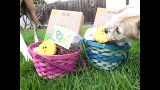 Easter Basket For Dogs