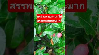 'มะม่วงหาวมะนาวโห่' สดจากต้น พร้อมประโยชน์เพียบ 'มะม่วงหาวมะนาวโห่' สดจากต้น พร้อมประโยชน์เพียบ