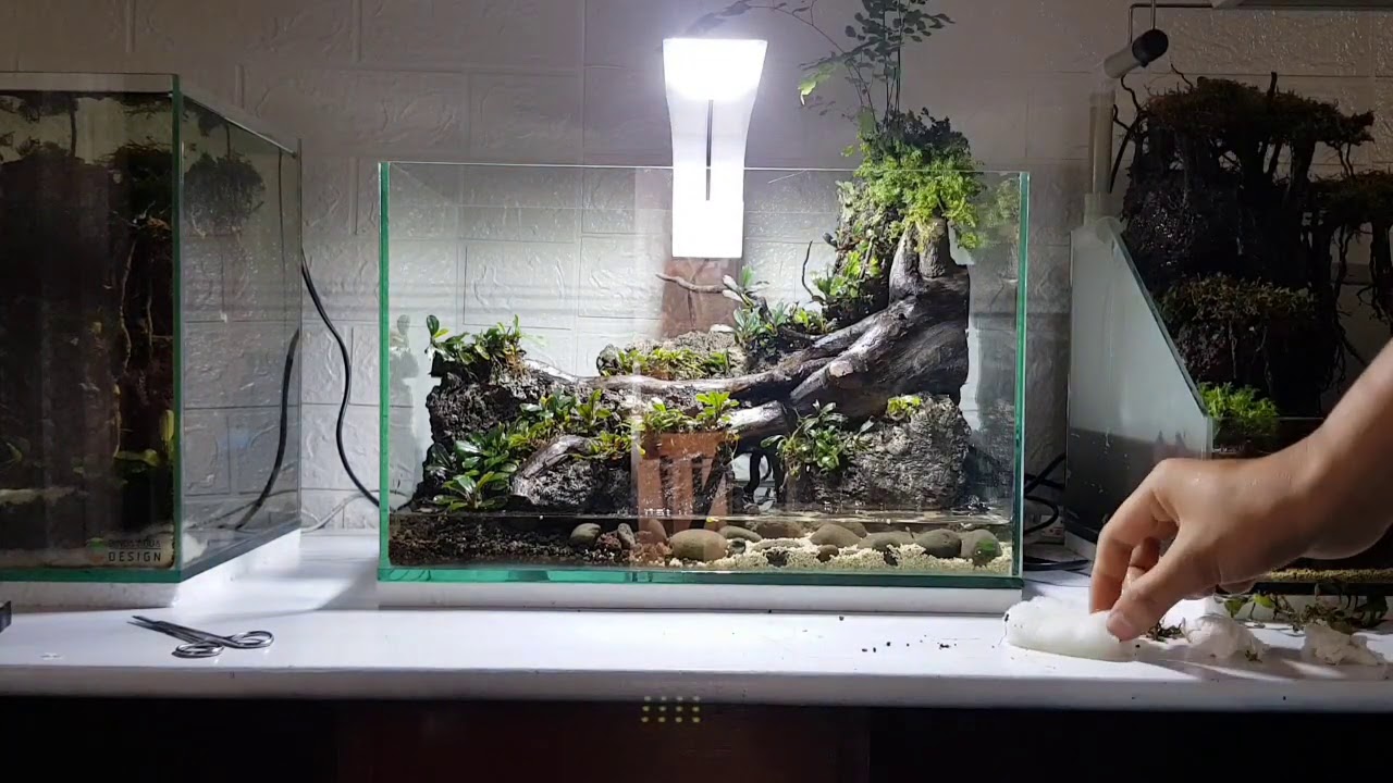 003 Eps Channa 01 Membuat Aquarium Khusus Channa YouTube