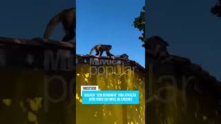 MACACO "SEM VERGONHA"
