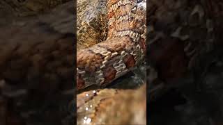 HUGE SNAKE VS GO PRO