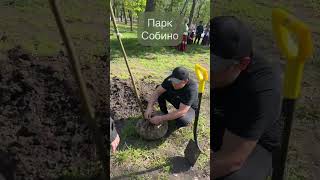 Павловния в парках Ростова