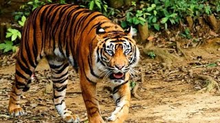 Membuat Tugas Bahasa Inggris °~| Report Text - About : SUMATRAN TIGERS*= | from : DINDA RAISYA. HS