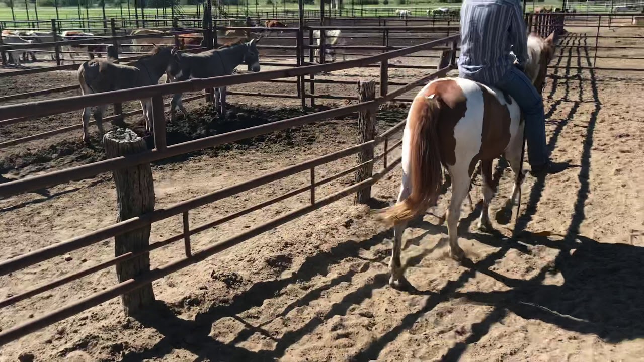 Kansas kill pen YouTube