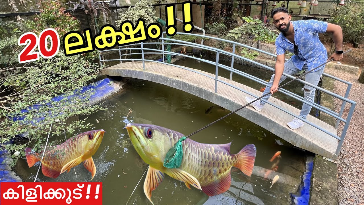 കിളിക്കൂട്ടിൽ ഒന്ന് തീറ്റ കൊടുക്കാൻ കേറിയതാ!! | 20 lakh worth backyard Forest