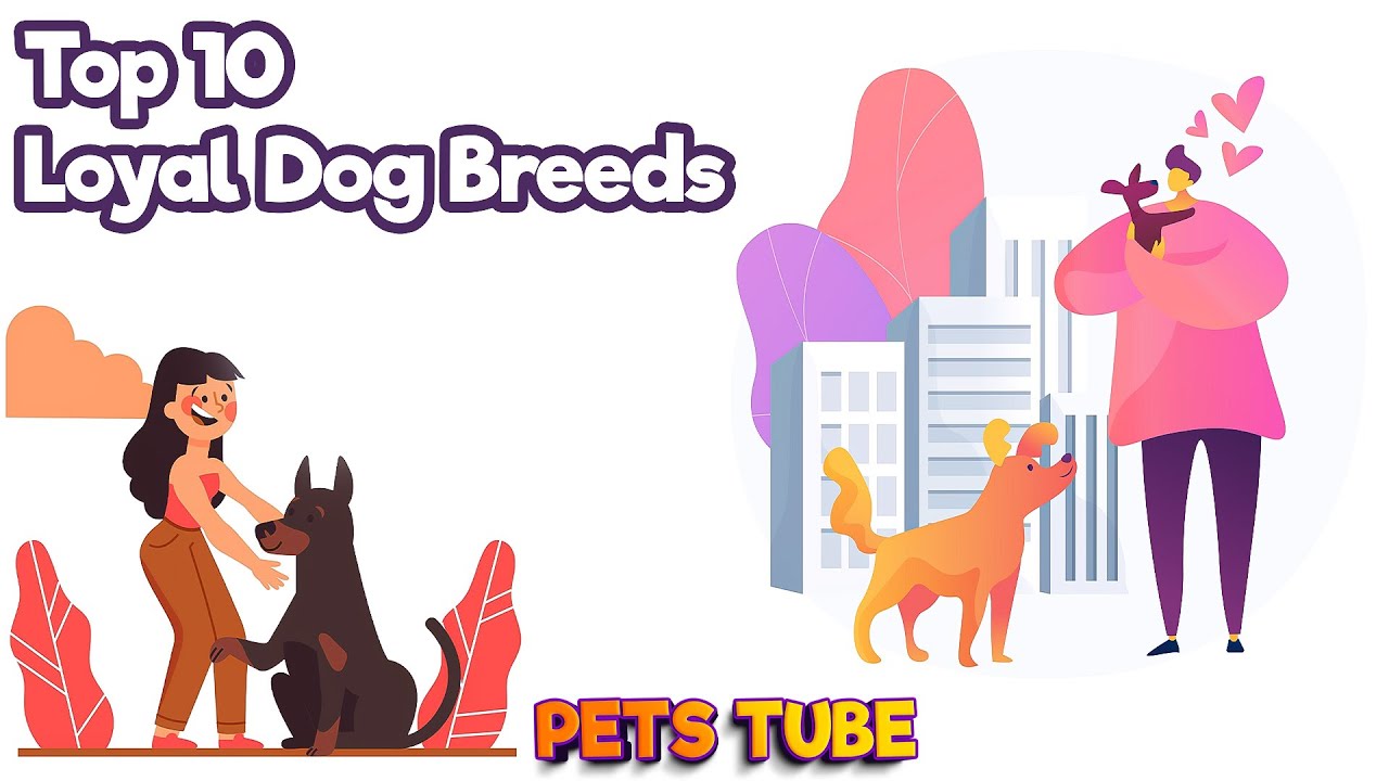 "Meet the Top 10 Loyal Dog Breeds That Will Steal Your Heart!" - YouTube