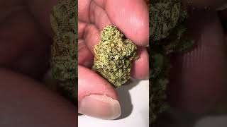 TERPY TIME TASTE BUDS !!!! - NEW DROP !!!! -  HAWG !!!!! - BY - GREENDAWG CULTIVATORS #new #2025    