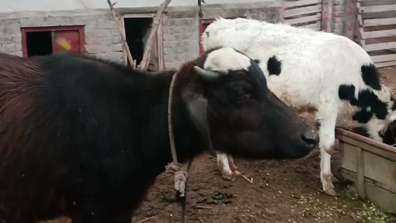 🐄😂 "PAKISTAN VILLAGE ANIMALS BE LIKE... 😍🐓 FUNNIEST MOMENTS VLOG 72 🌳