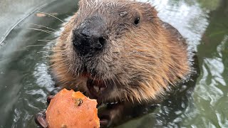 Beaver sweet potato ASMR Tater and Turnip Beave Eating A Sweet Potato