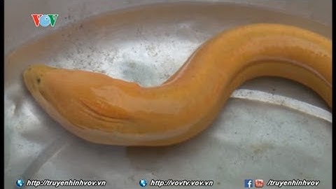 Bắt được con lươn vàng quý hiếm ở Hậu Giang | VOVTV