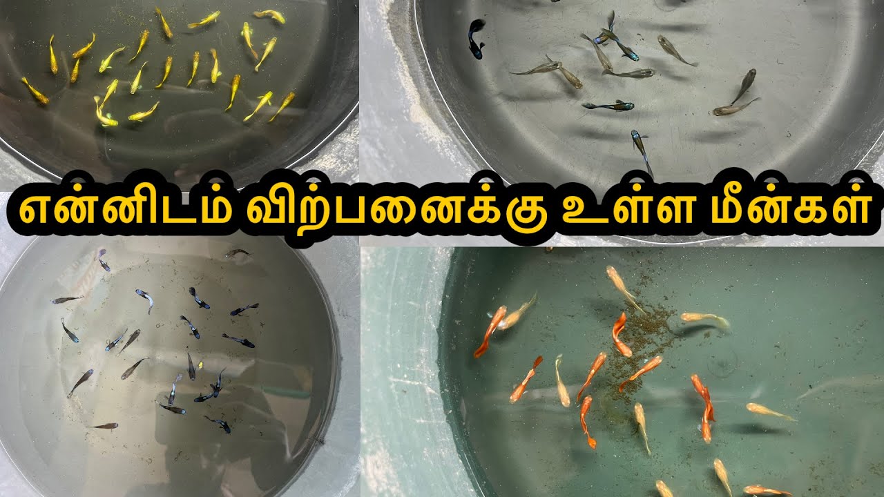 என்னிடம் விற்பனைக்கு உள்ள மீன்கள்|ExoticGuppy|All In Our Fishes|Sales Video|Aquarium#petslovechannel