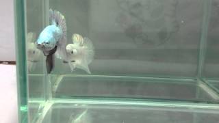 Copper HMPK Betta fish 20140505