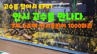 고수를 찾아서 3자 수조에 안시롱핀 1000마리가 있다.