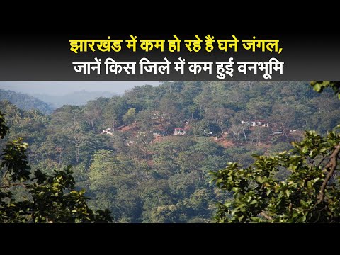 झारखंड में कम हो रहे हैं घने जंगल, जानें किस जिले में कम हुई वनभूमि I forest in jharkhand