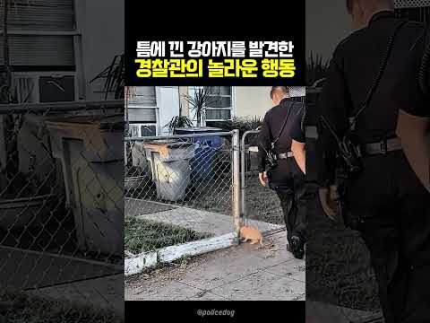 살려달라고 울고 있는 강아지를 본 경찰관 #강아지 #유기견 thumbnail